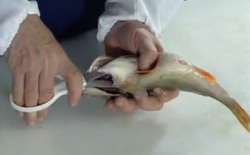 Чистка рыбы